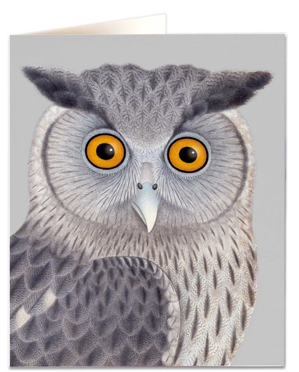 Dusky Eagle Owl Card