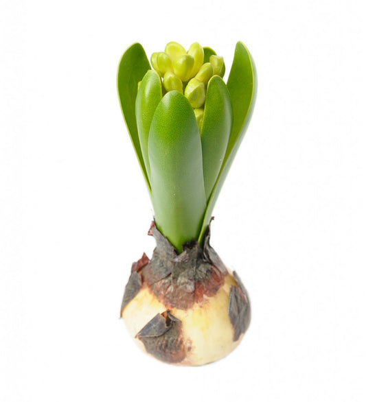 Artificial Hyacint