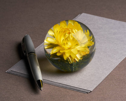 Helichrysum Yellow Paperweight