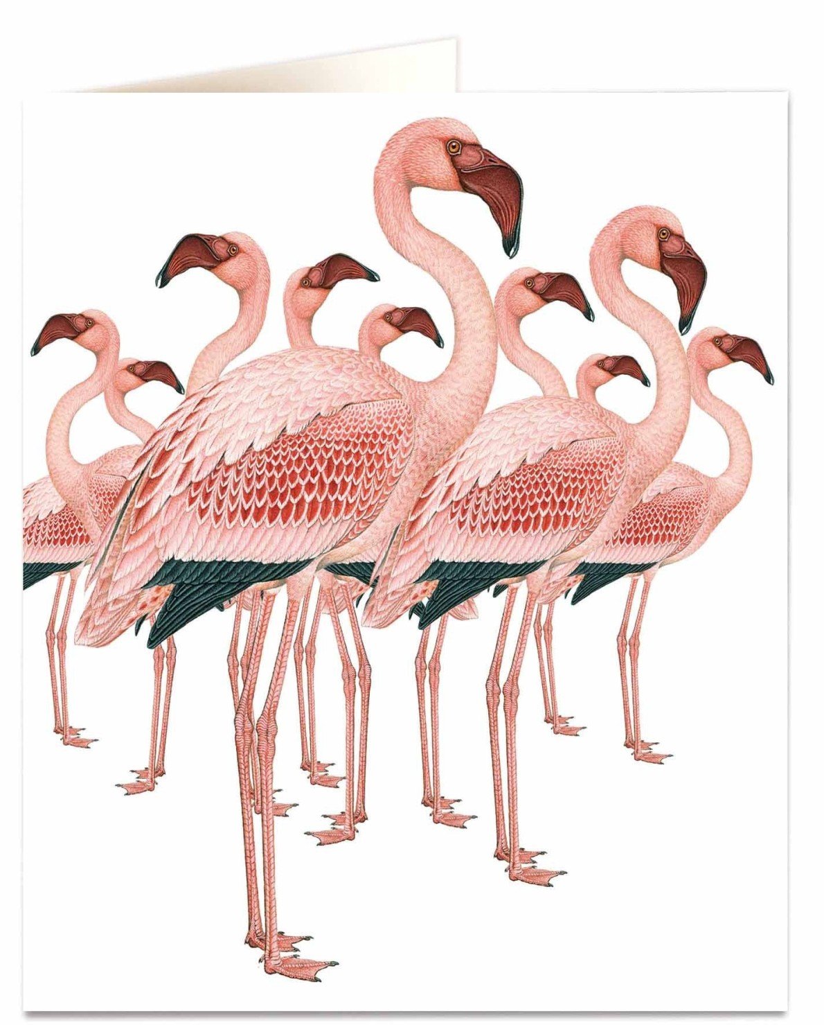 Flamingos Card