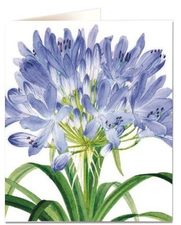 Agapanthus Lily Card