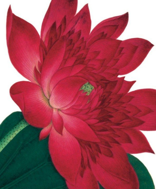 Waterlily Card