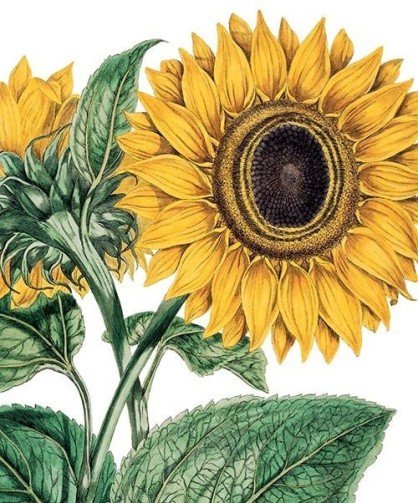 Sunflower Card